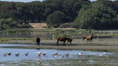 Diferentes especies de aves junto a caballos en Almonte (Huelva) dentro del parque de Doñana