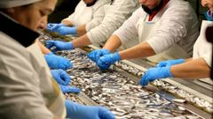 Operarias de una conservera gallega seleccionando el pescado a mano, das atrs
