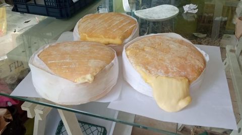 El queso Dajosefa se hace con leche cruda y fermentada en A Ulloa con las bacterias que flotan en el ambiente, sin seleccin previa. Acaba de ser reconocido como el mejor queso de vaca joven de Espaa 