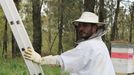 El apicultor Rubén González Novoa, recogiendo un enjambre en Sarandón (Vedra).