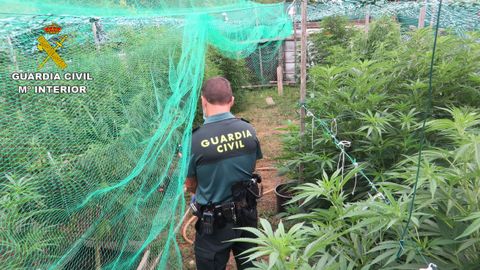 La plantacin de marihuana intervenida en una finca del municipio de Barro, en Pontevedra