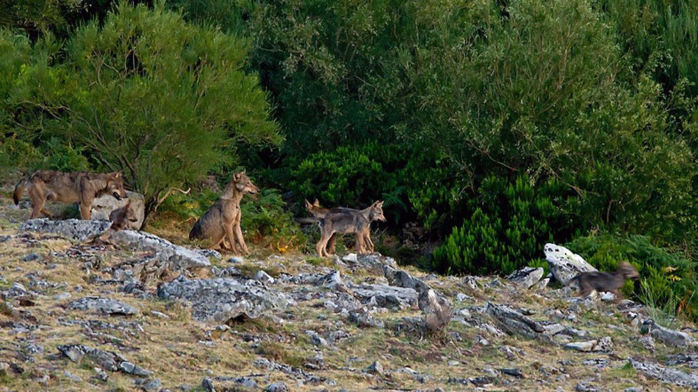 Una manada de lobos.Una manada de lobos