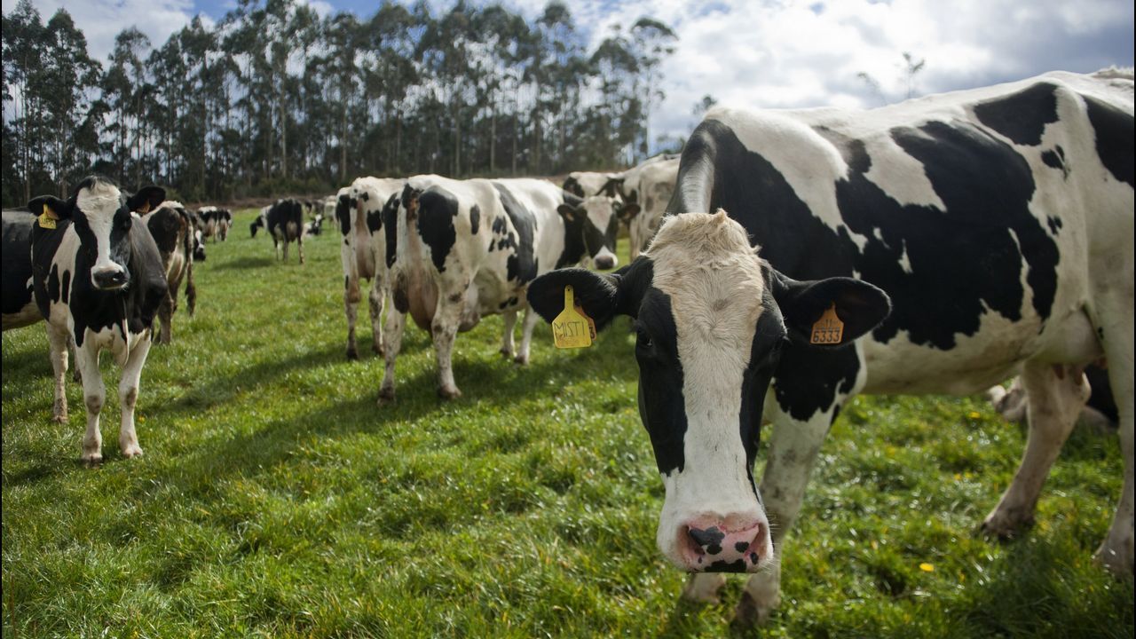 Ana Pont�n, l�der del BNG, no consigui� ning�n diputado