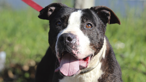 Dakota,�una perra en adopci�n del albergue de Ser�n