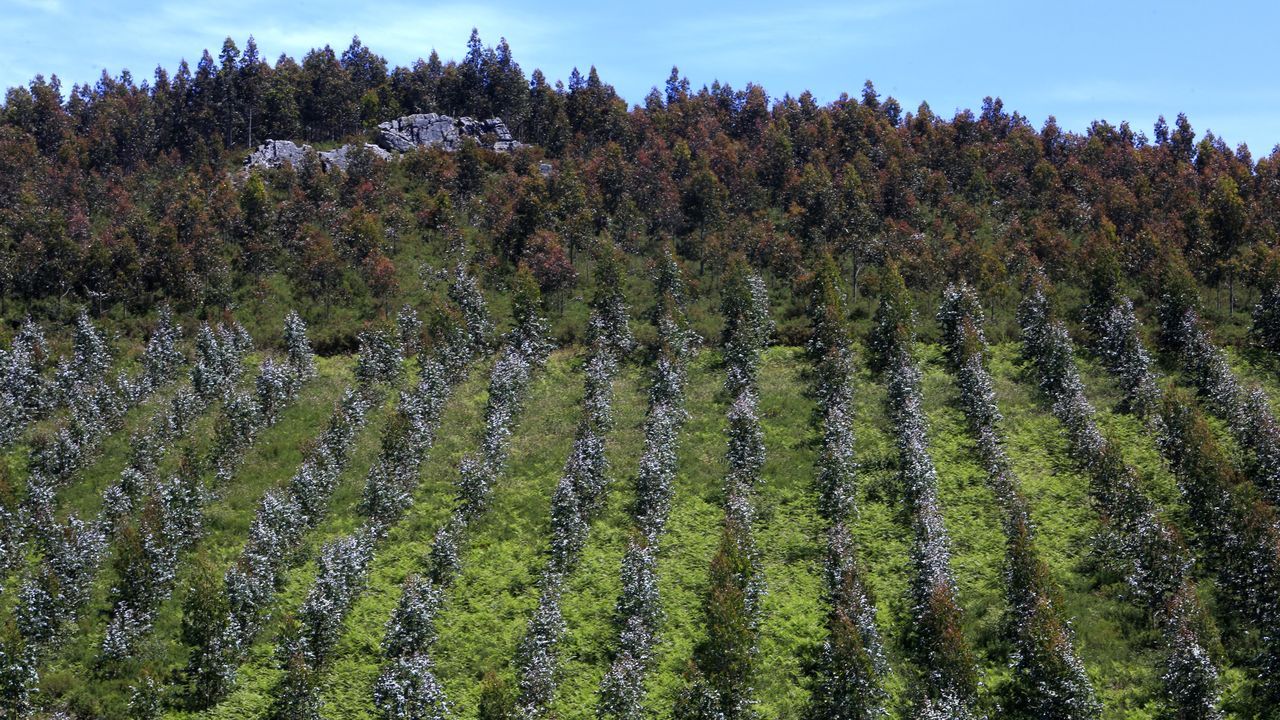 El monte gallego no podrá acoger desde hoy nuevas plantaciones de eucalipto