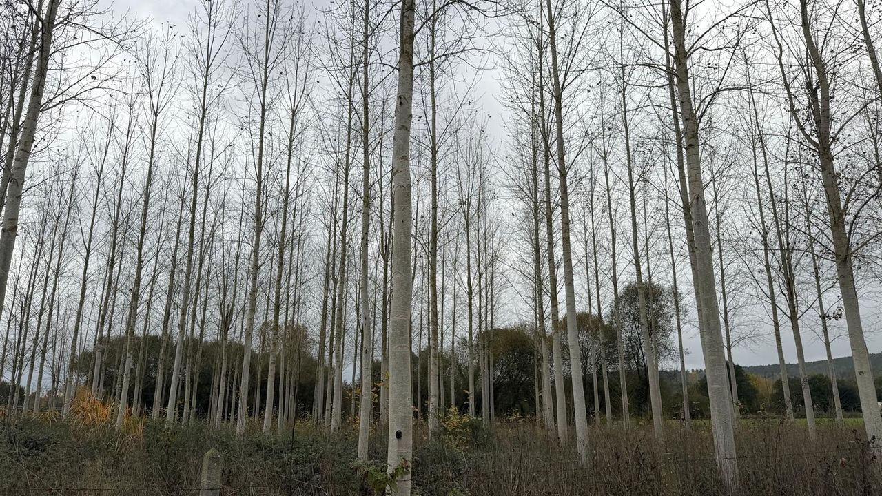 Una plantación experimental de chopos crece en el municipio de Bóveda desde hace nueve años 