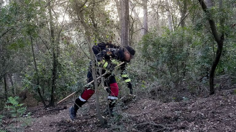 Hallan cincuenta jabalíes muertos dentro de la zona delimitada por la peste porcina en Cataluña, aunque solo hay nueve casos confirmados