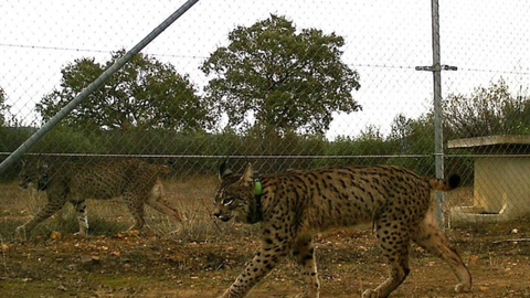 Linces en el Parque Nacional de Caba�eros.