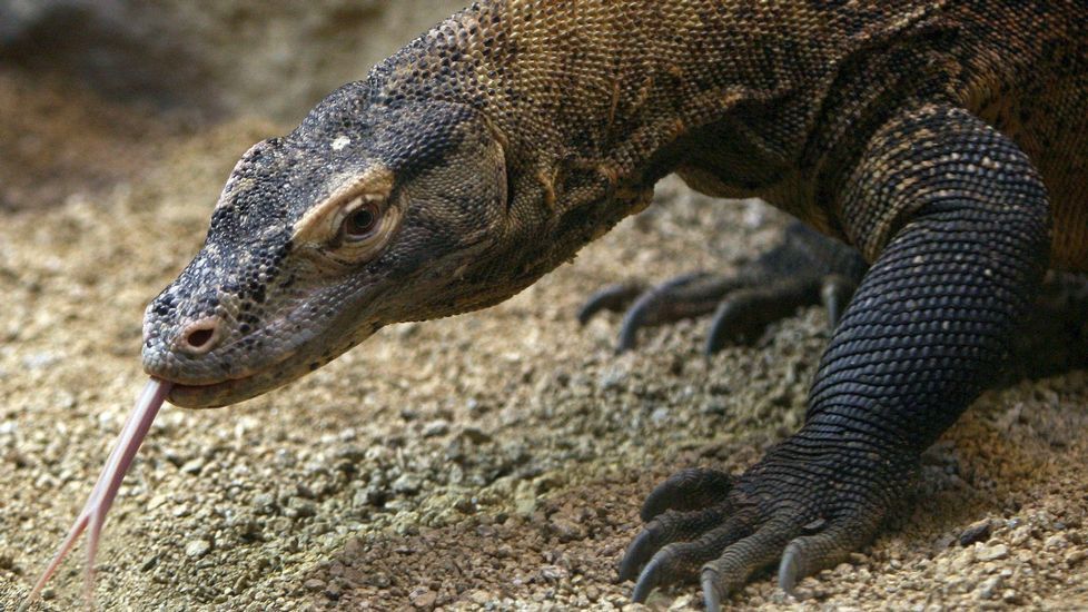 Cuanto Mide Un Dragon De Komodo