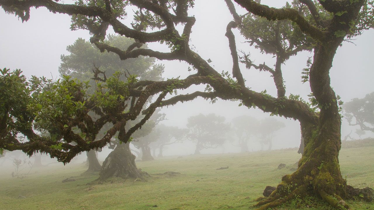 Bosque de laurisilva