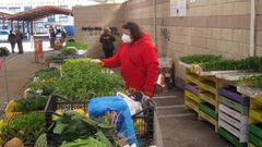En el mercado de Vilalba abundaban este martes las plantas para cultivo