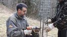 Voluntario de FAPAS colocando el sistema de protección a los cerezos plantados