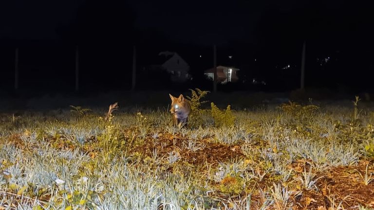 La población de zorros se redujo en los últimos años en Vigo y su área