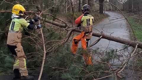 Los bomberos del parque en Cee retiran un pino de un camino