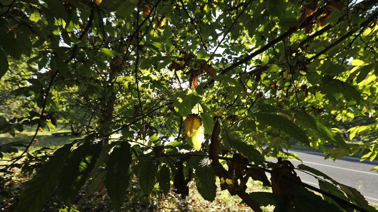 Edición genética para proteger al castaño y la encina del cambio climático