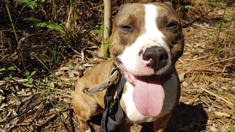 D�lar, un perro en adopci�n del albergue de Ser�n