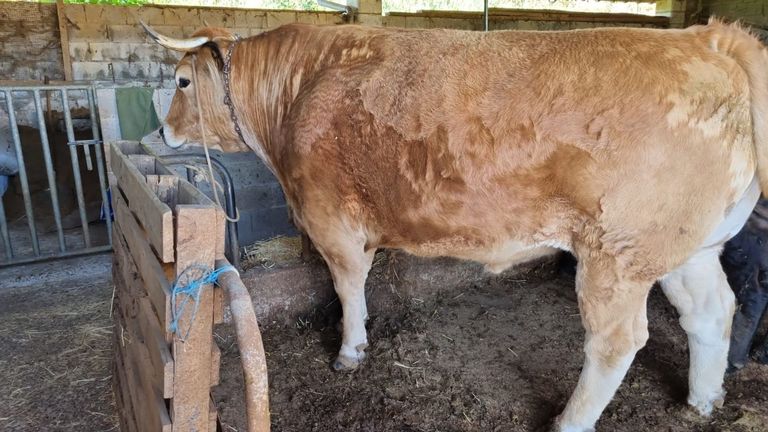 Paquito, el buey de 1.300 kilos único en Asturias