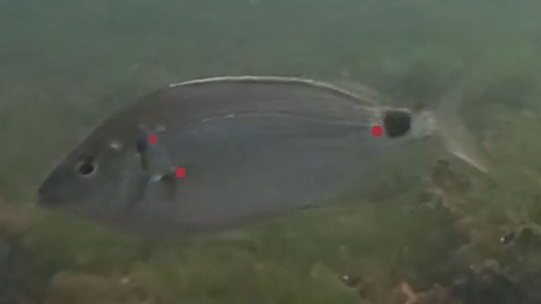 El viaje de más de 3.000 kilómetros de un sargo senegalés hasta Vigo