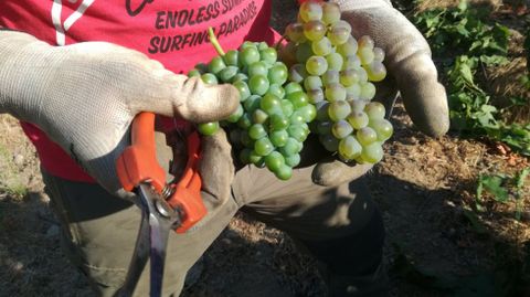 Vendimia de uvas de la variedad godello en una via de la ribera del Sil