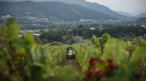Viñas de O Ribeiro