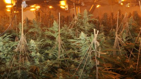 Imagen de archivo de una operacin del 2022 en la que se icautaron varias plantas de marihuana en Mourente.