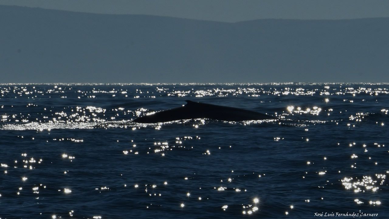 Dos ballenas azules, madre e hija, se dejan ver en Galicia.Luis Laria