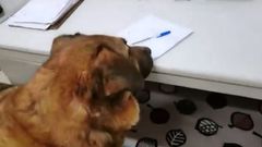 El estremecedor v�deo sobre los efectos del fr�o en las mascotas