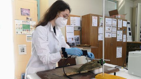 Una alumna de la Escola de Restauracin, con una de las piezas del Museo de Historia Natural de Ferrol