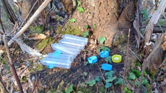 Trampas para la avispilla del casta�o en Asturias.TRampas para la avispilla del casta�o en Asturias