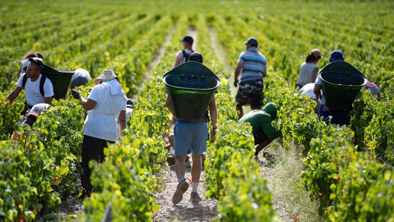 Trabajadores en un viñedo de la zona de Burdeos (Francia)