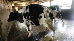 Vacas con enfermedad hemorrágica en una explotación de San Sadurniño.