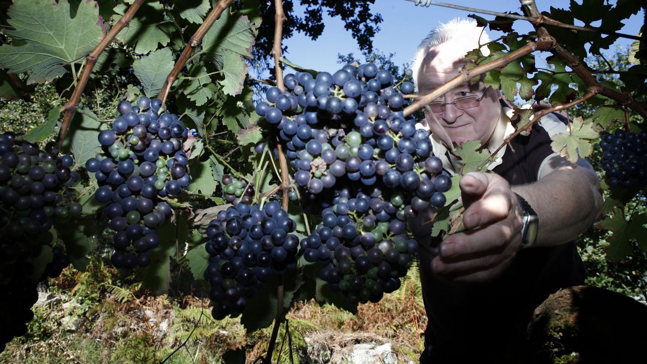 Vendimia en los viedos de Antonio Saborido