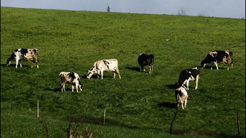 Vacas frisonas de leche pastando en un prado de la localidad de Pereira, en Chantada 