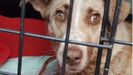 Una imagen de la perra tiroteada tomada tras su ingreso en la clínica veterinaria de Chantada 