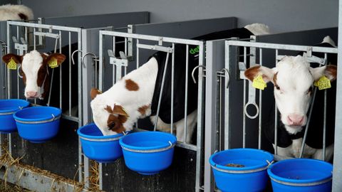 Vista de los primeros terneros nacidos en la primera granja flotante del mundo, que apuesta por la produccin sostenible de leche