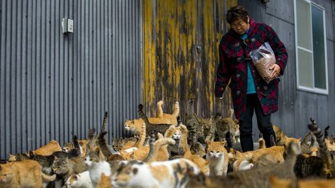 La isla de Aoshima, al sur de Japn, est dominada por un enorme nmero de gatos que superan con creces al de humanos.