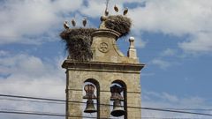 Nidos de cigea en la espadaa de la iglesia de la parroquia de Ribas Altas, en Monforte