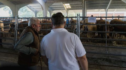 Exposición y concurso de ganado bovino en Castro Caldelas