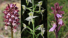 Asturias cuenta con varias especies de orqu�deas