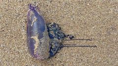 Medusa velero hallada en una playa ferrolana