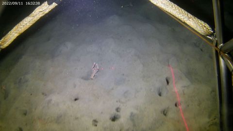 Imagen de una cigala dirigiéndose a su madriguera subterránea en la costa de Galicia, tomada desde el oceanográfico Miguel Oliver en la investigación Descarsel, que incluyó por primera vez la campaña exploratoria de ese crustáceo