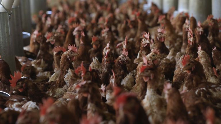 Miles de gallinas caen como pollos en Francia por la ola de calor