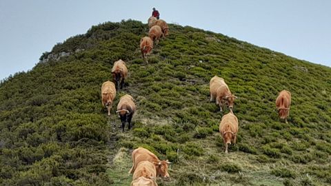 Las vacas de A Carqueixa en ruta hacia tierras de León en una imagen de archivo
