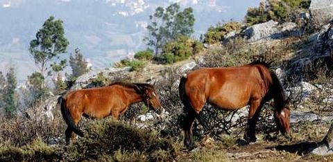 Dos caballos de raza gallega pastan entre los restos de maleza quemada tras un incendio en la sierra de Barbanza.
