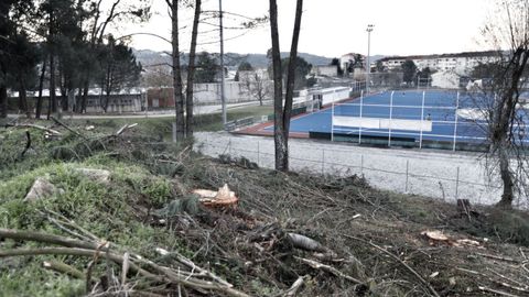 Cortan pinos en la Laboral y su entorno con críticas de ecologistas