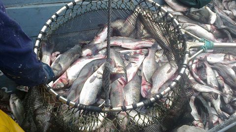 El CSIC investigó las enfermedades de la lubina porque España es el tercer productor del mundo en acuicultura y el cuarto en pesca, como esas piezas capturada por un barco gallego