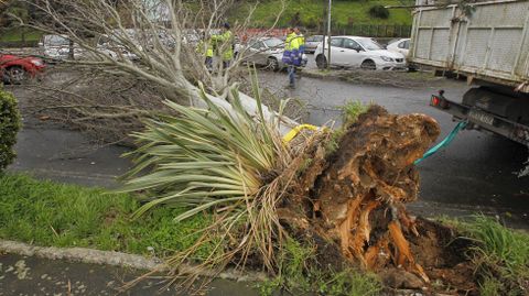 Imagen de archivo de un rbol cado por el temporal en Caranza en Ferrol.