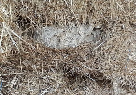 El nido estaba en medio de la paja.
