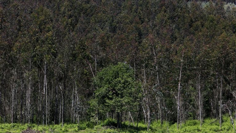 Propietarios forestales de Lugo presentarán enmiendas a la moratoria del eucalipto: <span lang="gl">«Non é calquera cousa»</span>
