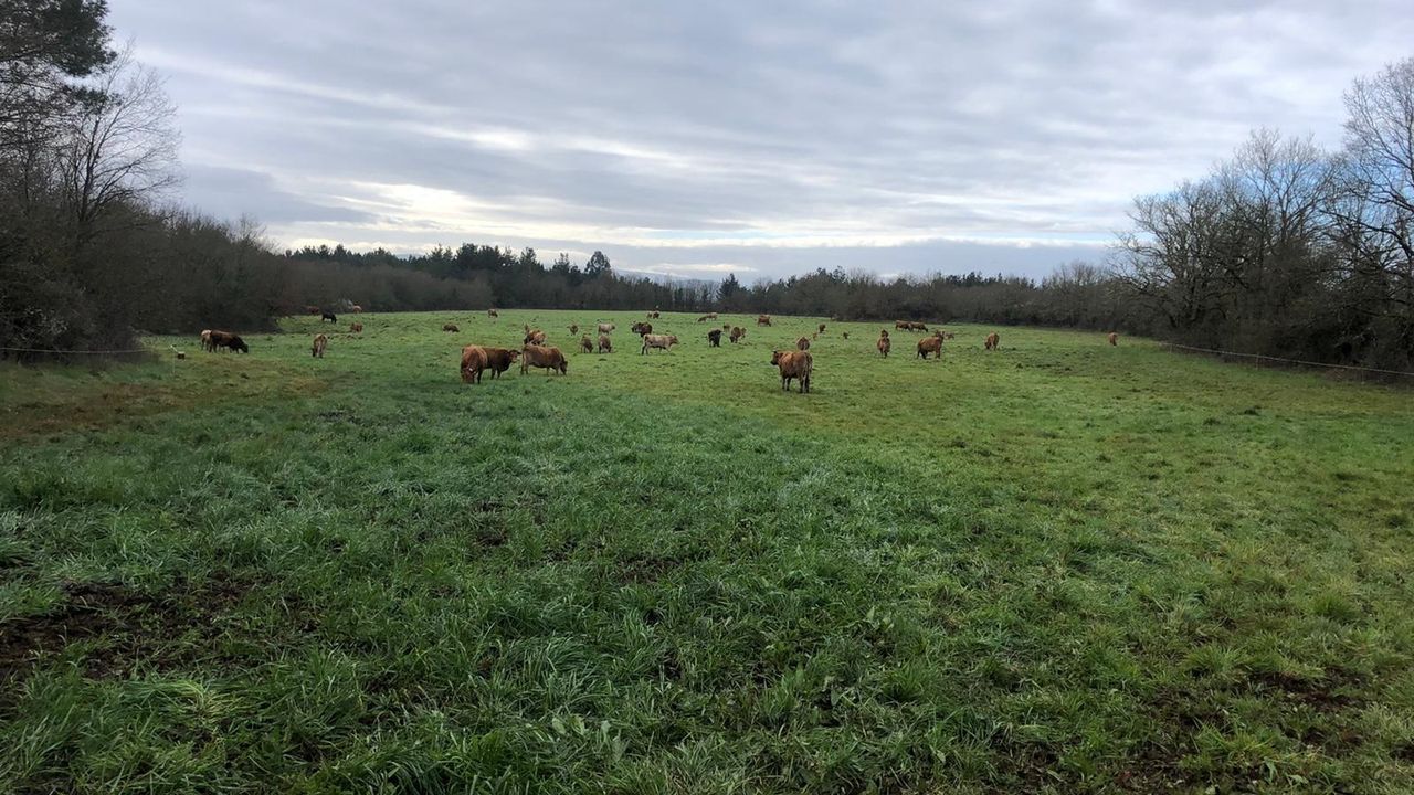 Reses de la explotacin de la carnicera Carbaleda en la localidad de Teiln